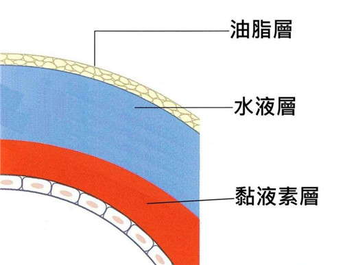 眼睛淚膜的組成