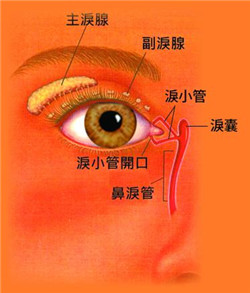 淚道阻塞按摩方法