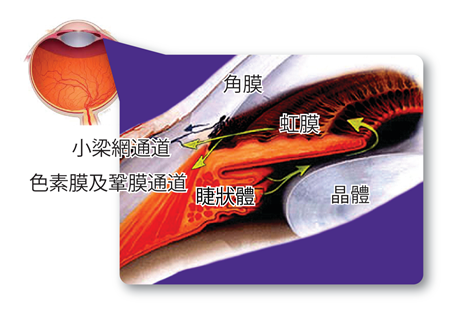 房水生成與排出